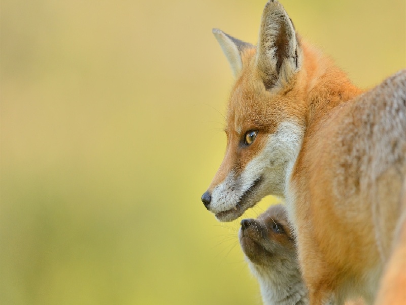 试管后有疝气正常吗（试管取卵害处）
